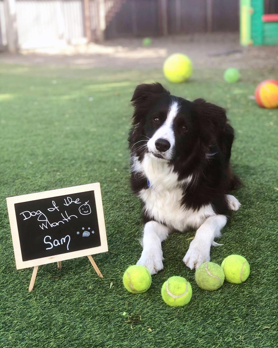 Sharna's Dog Care 120347224 2736614366550338 4187243966886172387 n edit web