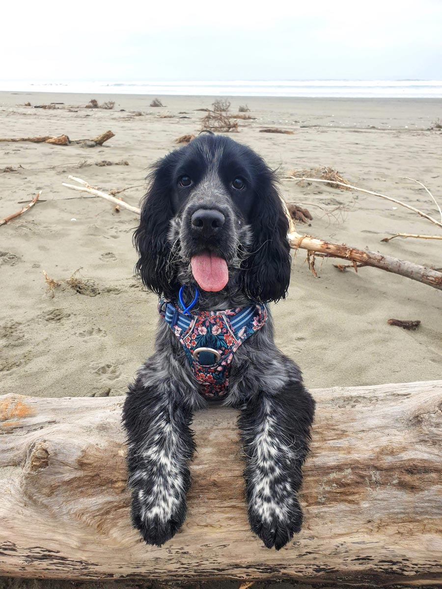 Louis, 1 year, cocker spaniel 20210611 134204 web