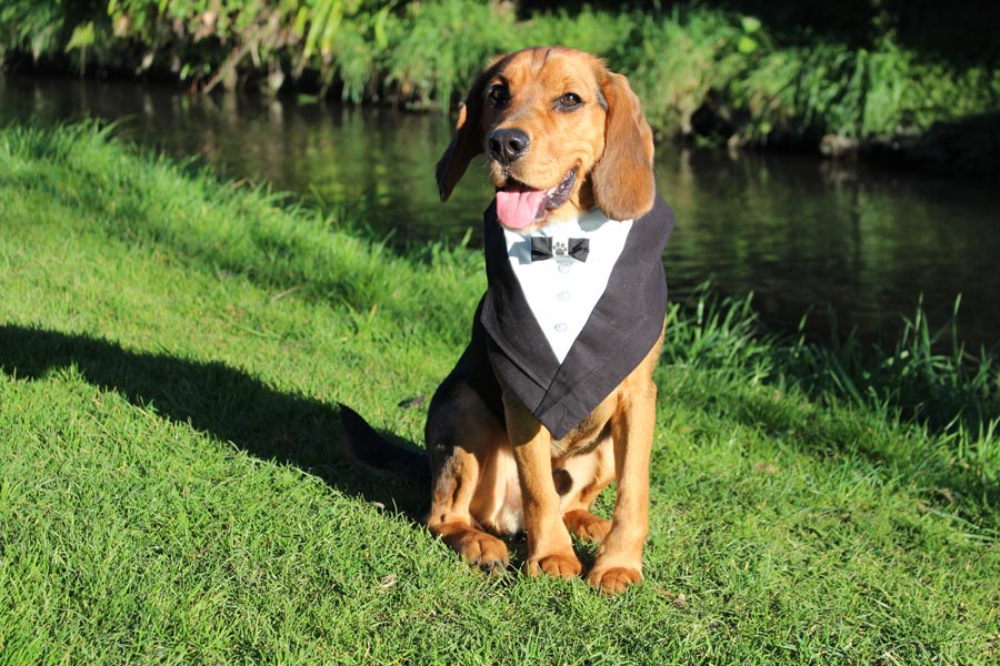 Love on a Leash Tuxedo bandana 1 web