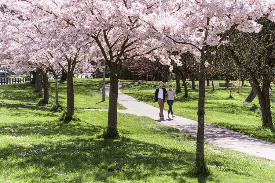 Hagley Park. Image: Julian Apse 8852 Christchurch City Canterbuy Julian Apse