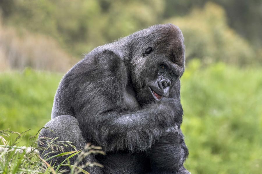 Orana Park OWP KF2 Gorilla web