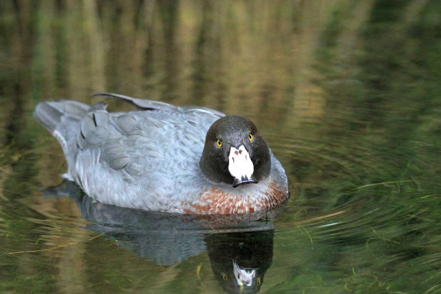 OWP-Whio-Mother.jpg