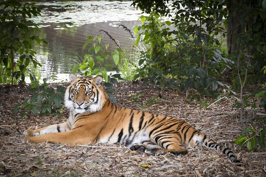 Scout. Image: Australia Zoo Tiger Scout photo must be credited to Australia Zoo 1 web