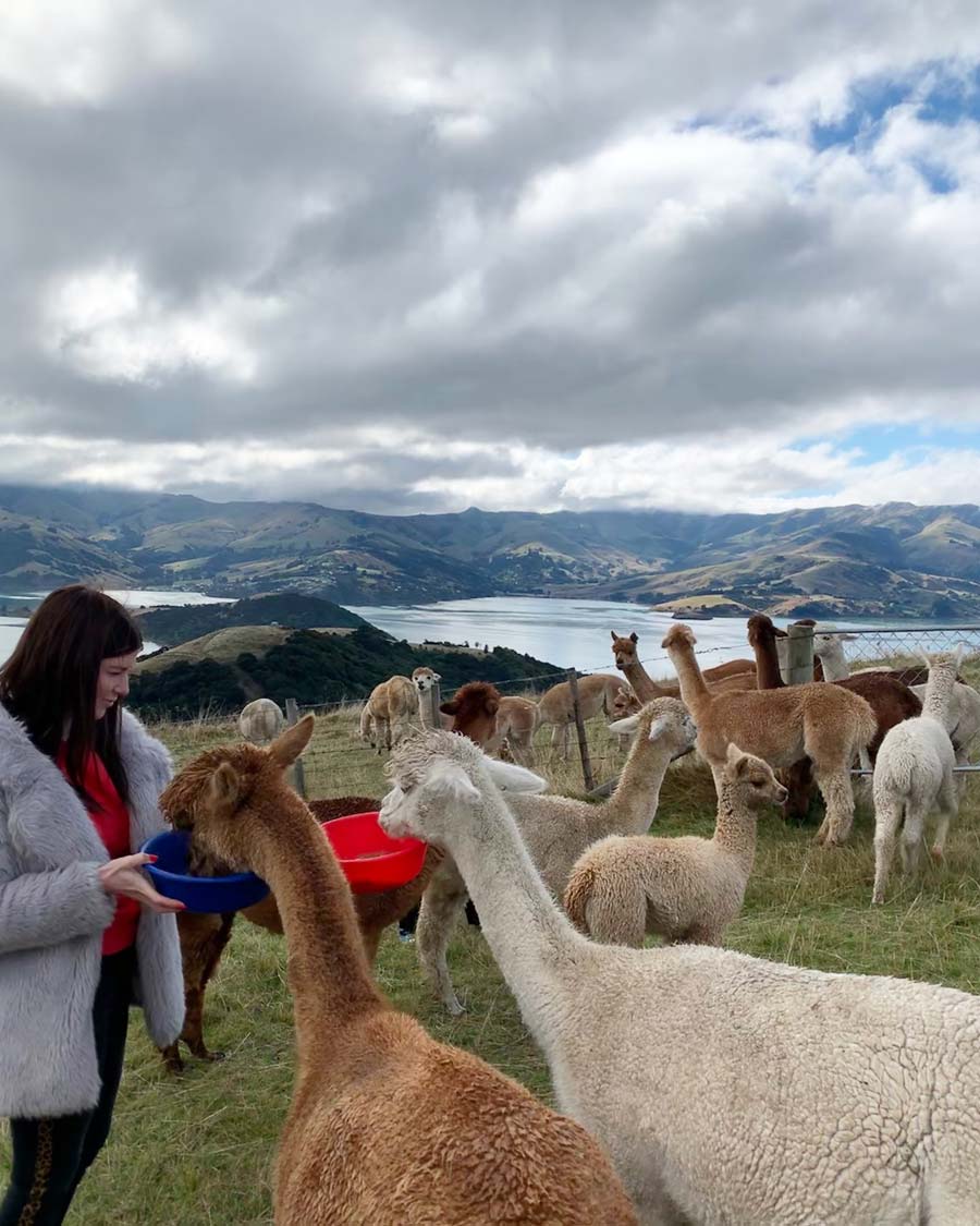 Shamarra Alpacas