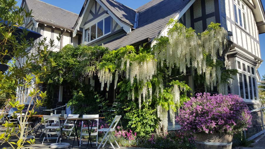wisteria curators house gardens 1