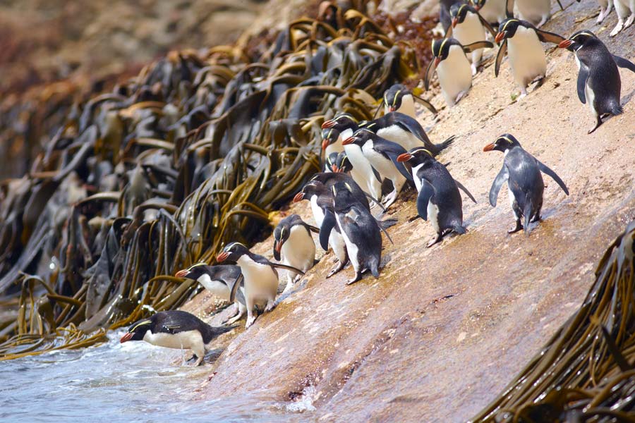 Snares Crested penguins. Photo: E.Bell, Heritage Expeditions e.bell heritage expeditions