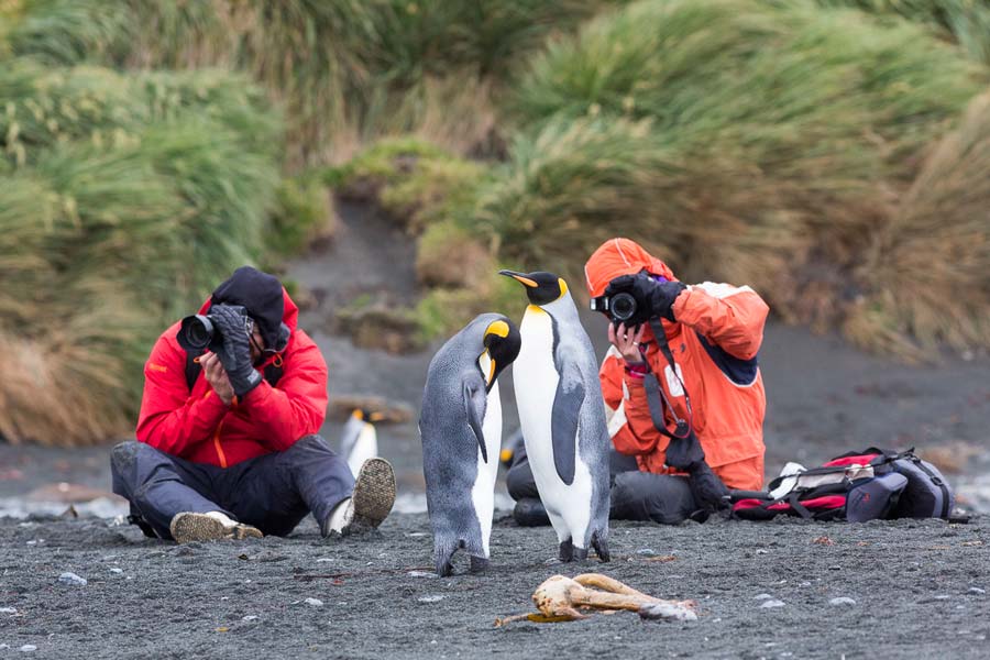 King penguins, Macquarie Island. Photo: S.Blanc, Heritage Expeditions s.blanc heritage expeditions