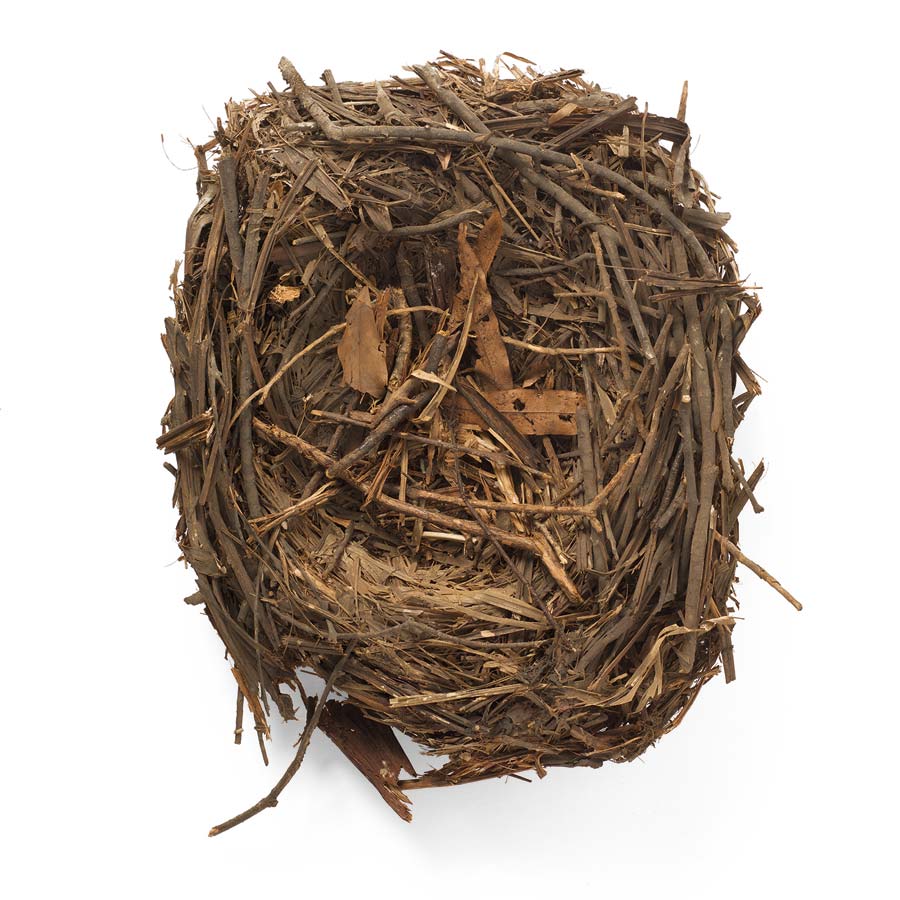 Huia nest credit Jane Ussher