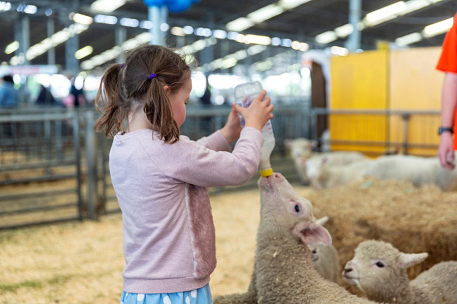 girl feeding lamb