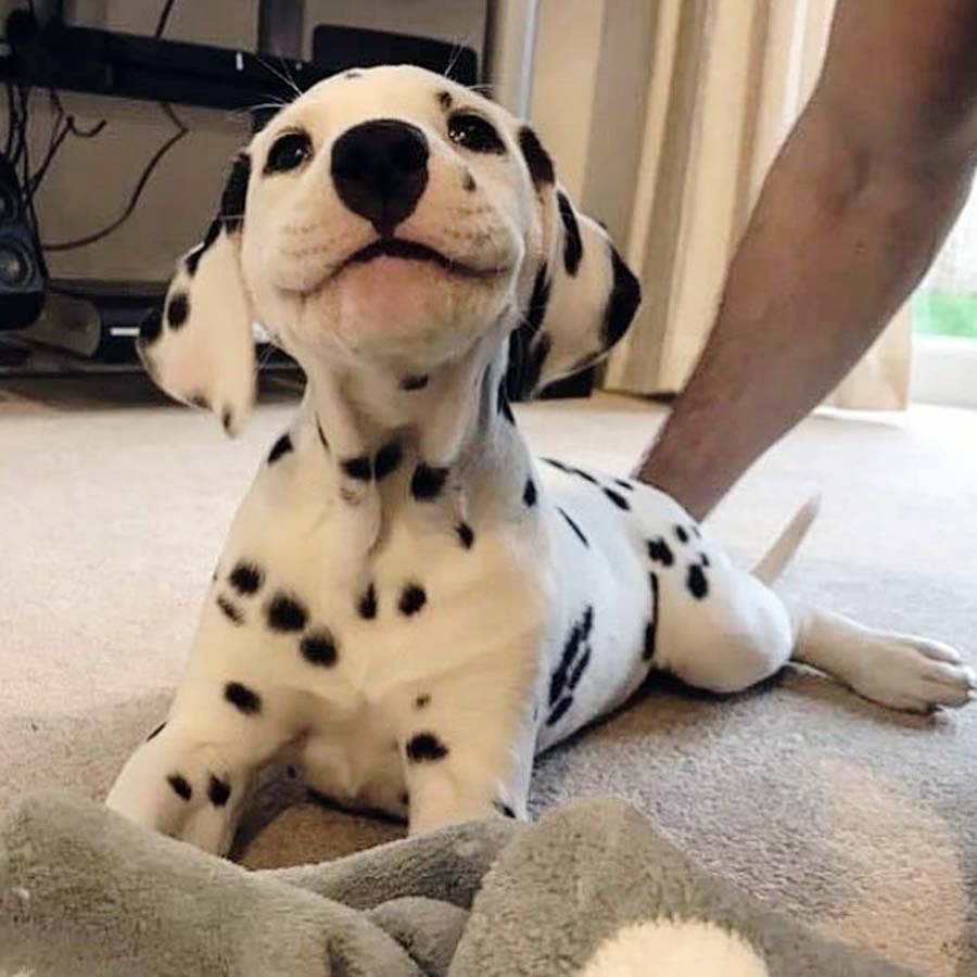 Happsters happsters