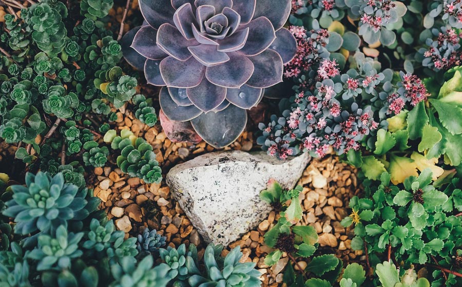 succulents 1030982 1280 pixabay web